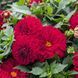 Георгіна (жоржина )Dalina Maxi Dark Red саджанець 000081 фото 1