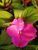 Бальзамін Новогвінейський серії Sunpatiens Vigorous Clear Rose Pink (в горщику ф.10) 000182 фото