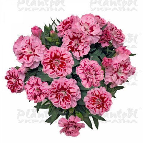 Гвоздика саджанець Oscar Pink Heart 000034 фото