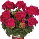 000233 фото 1