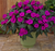 Бальзамін Новогвінейський серії Sunpatiens Vigorous Compact Purple (касетна розсада) 000185 фото
