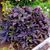 Іпомея Батат Sweet Caroline Purple саджанці 000135 фото
