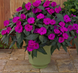 Бальзамін Новогвінейський серії Sunpatiens Vigorous Compact Purple (касетна розсада) 000185 фото 1