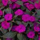 Бальзамін Новогвінейський серії Sunpatiens Vigorous Compact Purple (касетна розсада) 000185 фото 2