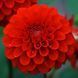 000085 фото 1