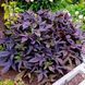 Іпомея Батат Sweet Caroline Purple саджанці 000135 фото 1