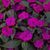 Бальзамін Новогвінейський серії Sunpatiens Vigorous Compact Purple (в горщику ф.10) 000186 фото