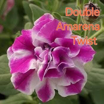 Петунія Conchita Doble Amarena Twist саджанець 000087 фото