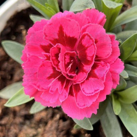 Гвоздика саджанець Oscar Purple Winds 000038 фото