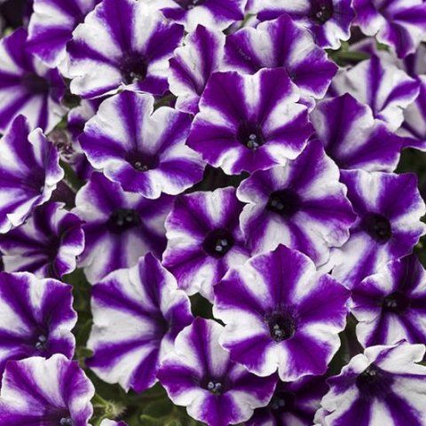 Петунія Supertunia Blueberry Star саджанець 000093 фото
