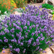 000193 фото 2