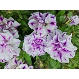 Петунія Conchita Doble Blueberry Twist саджанець 000094 фото