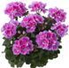 000244 фото