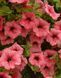 000095 фото 2